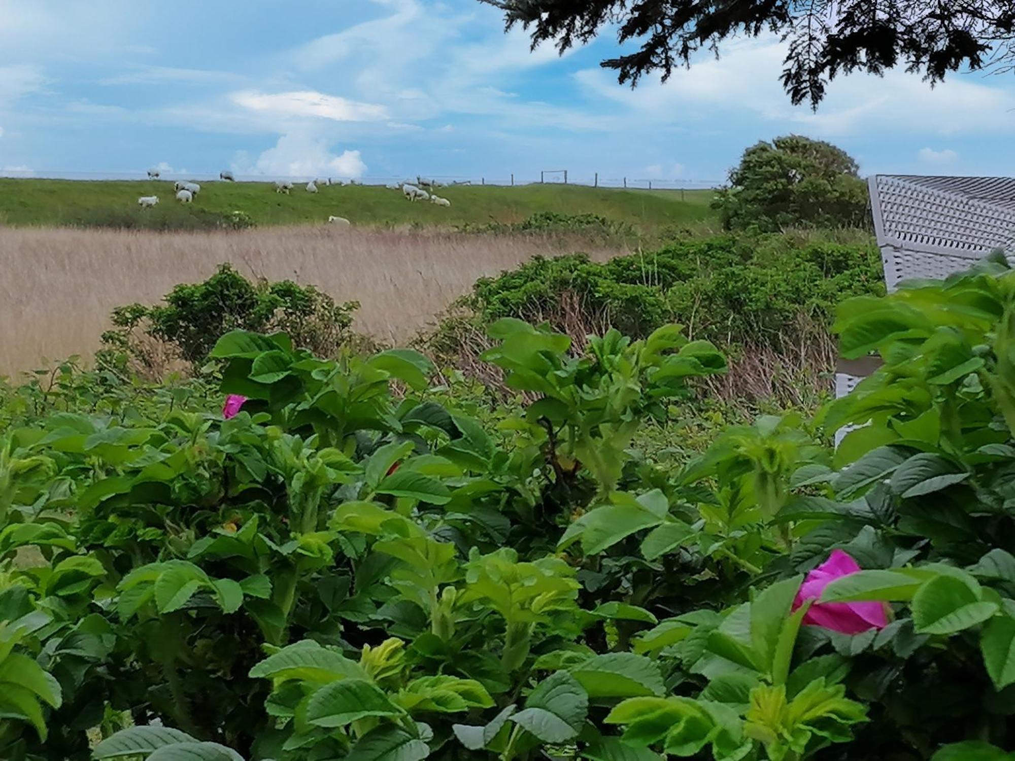 Ferienwohnungen Peters Sylt Exteriör bild